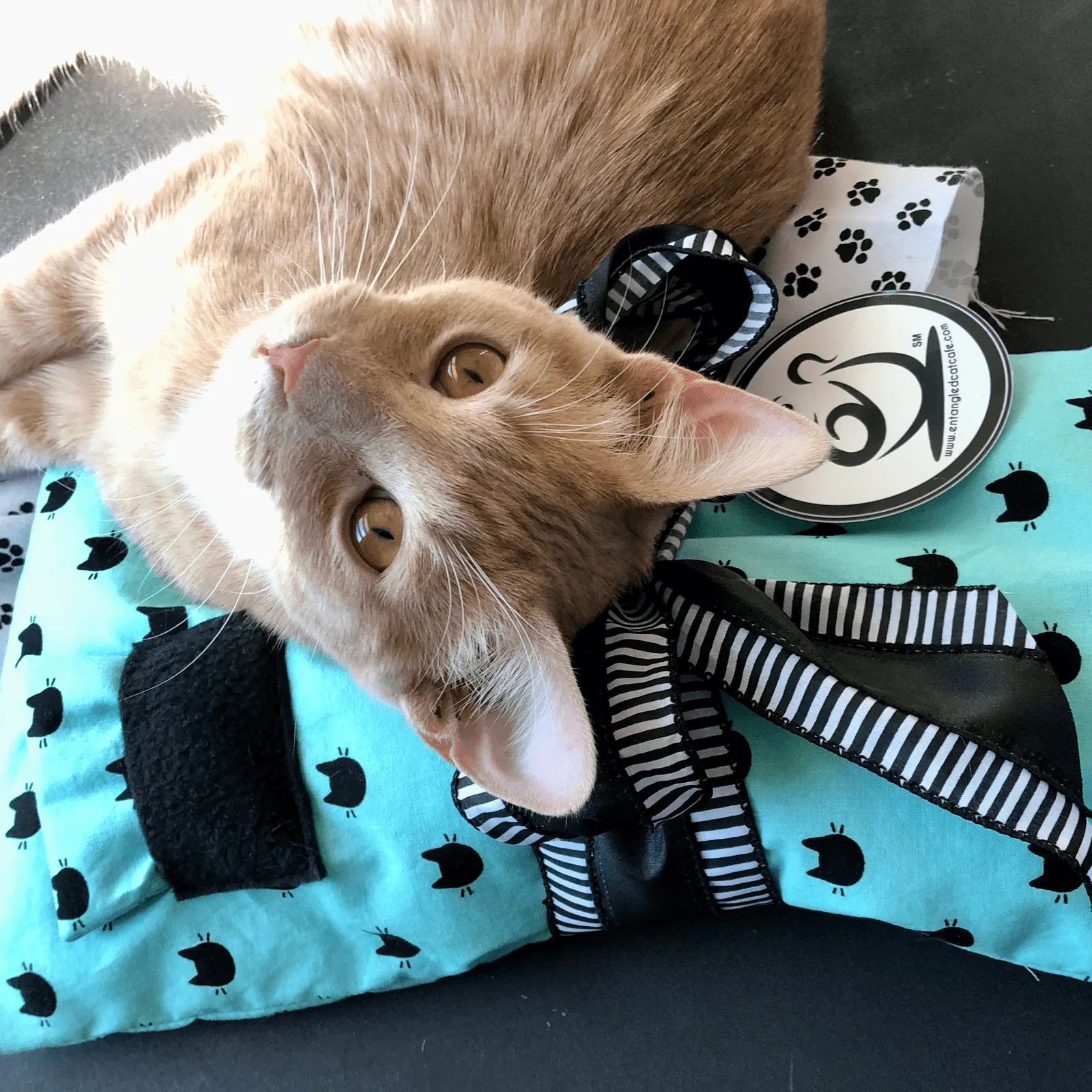 Kozy Kitty Pet Carrier Bedding for Cats
